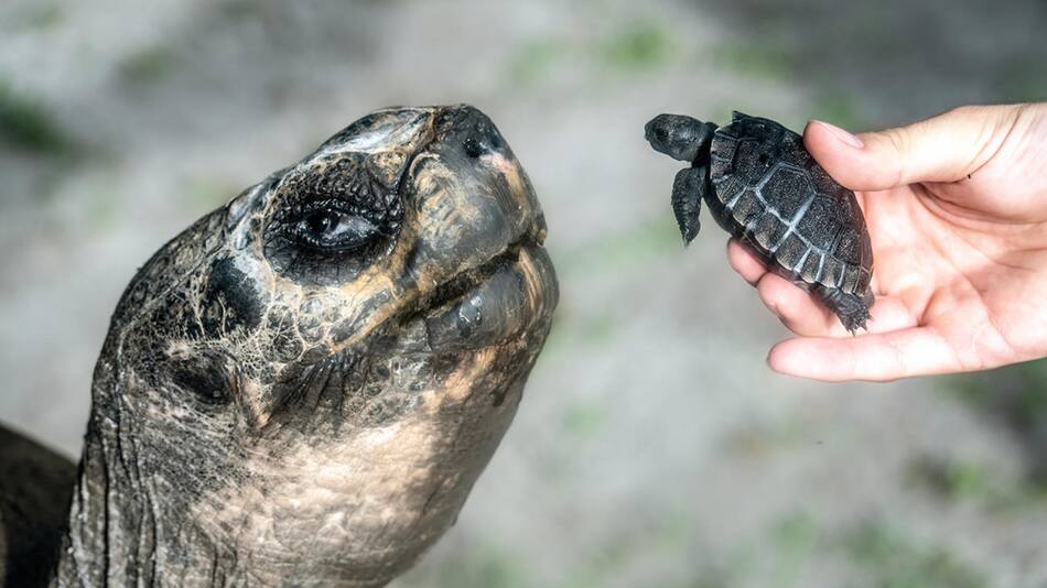 La tortuga "Goliat" y su cría. Foto: EFE/Ron Magill.