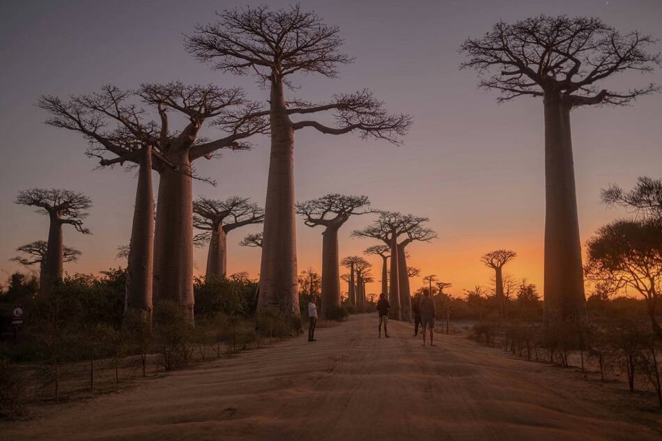 El árbol Baobad puede contener hasta 140 mil litros de agua. Foto: Unsplash.