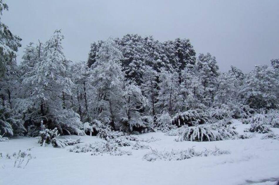 Ola polar