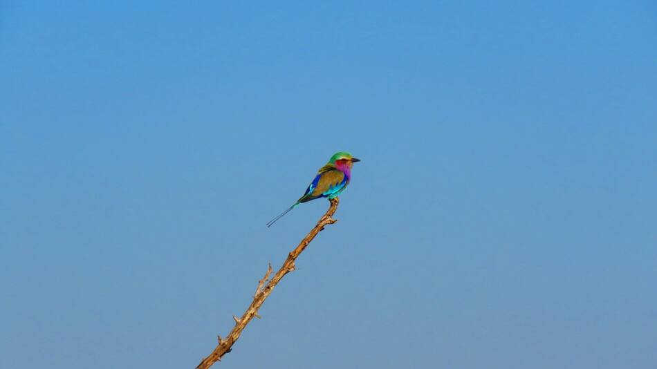 Aves; pájaro. Foto: Unsplash.