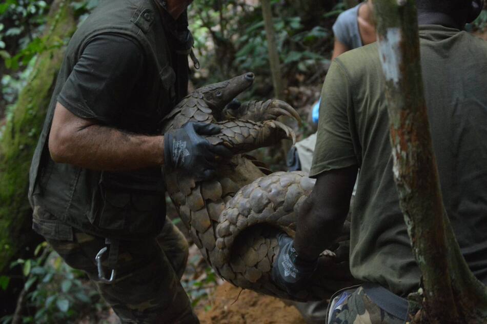 Pangolín gigante. Foto: X