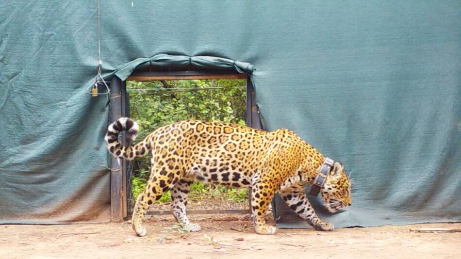 Liberaron a "Miní" en El Impenetrable, una yaguareté silvestre proveniente de Iberá. Foto: argentina.gob.ar