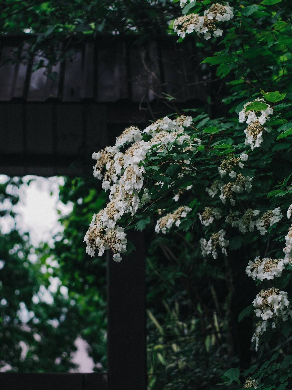Hortensia trepadora. Fuente: Pexels
